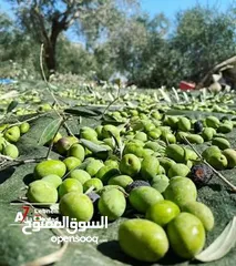  10 2دونم للبيع في كفرراعي (جنين)