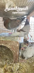  1 ازواج كنج سوبر جامبو
