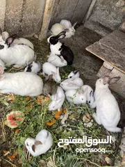  1 ارانب فرنسي وبابليون للبيع عمر من شهر ونص لثلاث اشهر