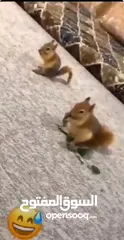  1 جوز سناجب شغالات للبدل