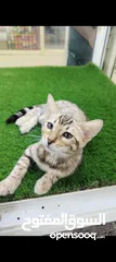  9 Pure Scottish fold in orange, different cat breeds