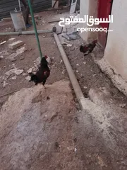  7 أرانب عدد7 كبير و2 صغير ديك حبش ديوك بلدي عدد 5