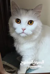  1 قطة شيرازي للبيع