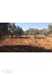  6 تملّك أرض مميزة