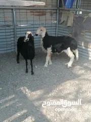  3 كبش وحمله فل سمنه ما شاءالله