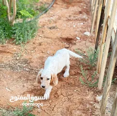  5 جراء صيد مميزة انجلش ستر  مع جواز سفر ودفتر مطاعيم سعر مناسب للجميع