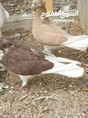  20 كوم حمام حوالي من 35 إلى 40 طير  للبيع