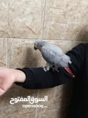  3 طير كاسكو خارق