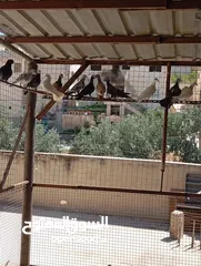  3 بسم الله الرحمن الرحيم متاح جواز بناديك اسود زائد بناديك ابيض زائد زائد كشامره كاملات كله مع بعض