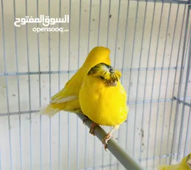  1 طواير جاهزه وشغاله