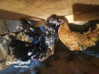  1 دجاج حباحب عمرهن ثلاث أشهر الزوج  