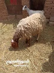  3 نعيمي ذكر وأنثى