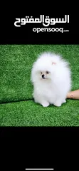  6 بومرينين مني بيور دم صافي احجام صغيره أعلى المستويات