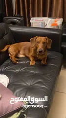  5 Dachshund breed