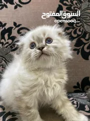  5 قطط سكوتش فولد