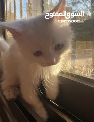  5 ققطط لتبني عمر شهرين ليس شراء