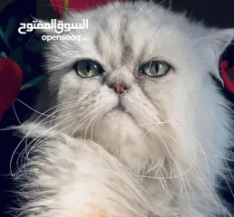  1 شانشيلا سلفر أصول مستورده