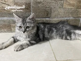  2 للبيع قطط شيرازيات