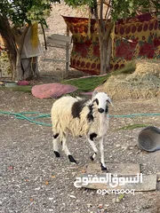  6 كبش للبيع ود سنتين