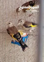  1 مطلوب مطلوب