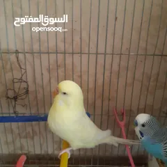  18 طيور حب للبيع سعر الجوز 15دينار مع قفص والمعالفه وبياضاه . طيور حب انجليزي