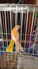  5 كنار للبيع او للبدل