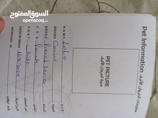  3 كلب  فرنش تيرير