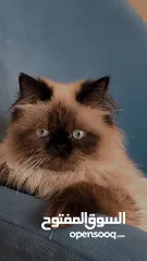  2 بسه هملايا للبيع صحه ممتازه ماشالله
