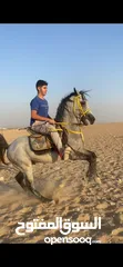  2 حصان عربي اصيل