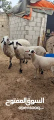  4 عنم قبرصي الاصلي