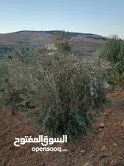  2 مزرعة مع بيت لقطة للبيع