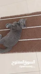 4 قطه للبيع  عمرها خمس اشهر   نوعه برتش  أليف جدا  ولونه gray