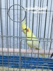  3 جوز كوكتيل تحتو ثلاث فراخ