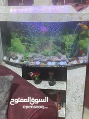  1 حوض سمك للبيع