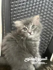  11 للبيع قطط عمر شهرين 2 سكوتش  1 بريتش 1 شانشيلا مكس بريتش