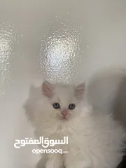  2 انثى شيرازي