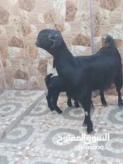  4 عنز شامي نخب اول وراها جدي شامي