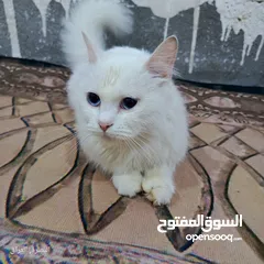  1 قطه انثى شيرازي للبيع حامل