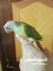  6 جرين شيك اناناس