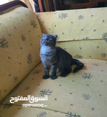  1 ذكرين سكوتش فولد و ذكر سكوتش ستريت للبيع بسعر مناسب