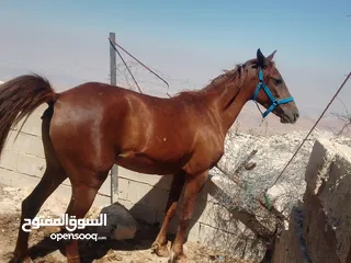  1 مهرة للبيع  العمر سنه وشهرين  السلط شارع الستين  السعر 900  مهرة عاقله