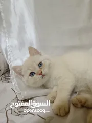  2 4 قطط للبيع