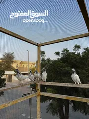  3 حمام باكستاني Pakistani pigeons