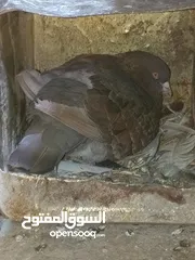  13 متاح في السلط