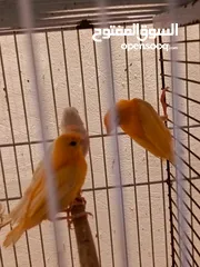  5 طيره جزريه مع اربع فراخ  وطيره صفرا مع 5فراخ