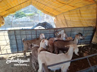  13 ماغز لاتينو جامبو وسيناني الاول في العالم للحليب