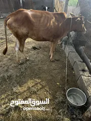  3 بقره عمانيه للبيع