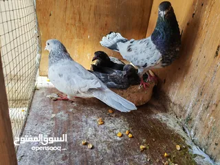  5 اربع جواز حمام للبيع مع القن