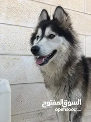 2 هاسكي مالمونت اليف جدا