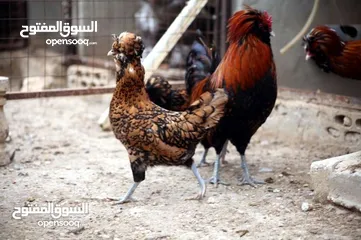 2 ديك زينه نوع فرنسي (هاودن) للبيع بسعر مغري الديك الأسود شرس